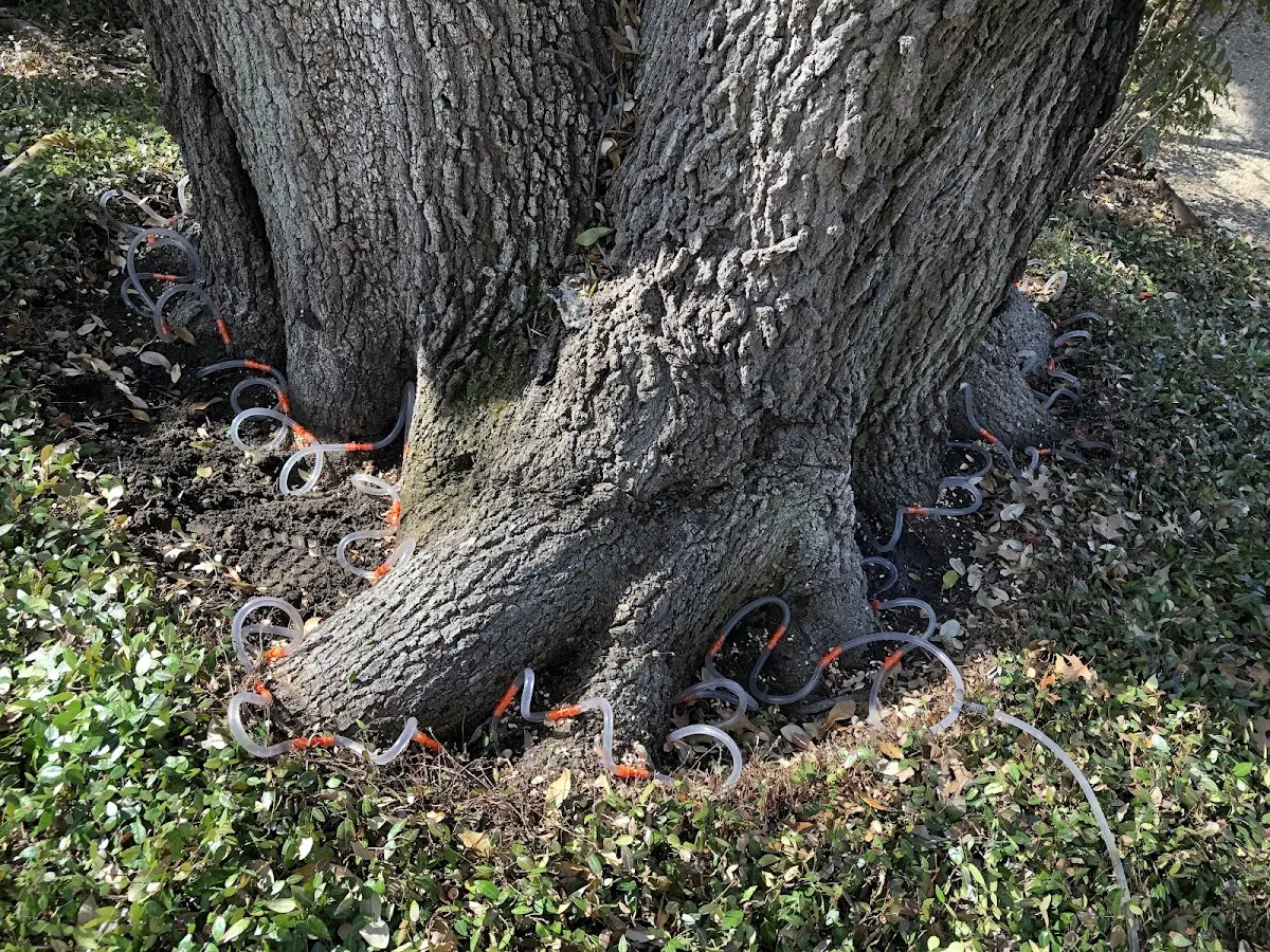 Detailed Tree Cabling and Bracing job site in Harcourt