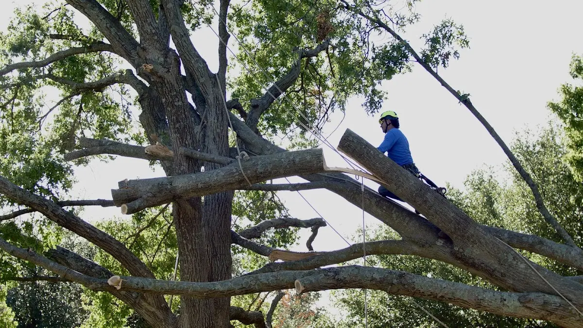 Professional Crown Thinning performed by certified arborists in Harcourt