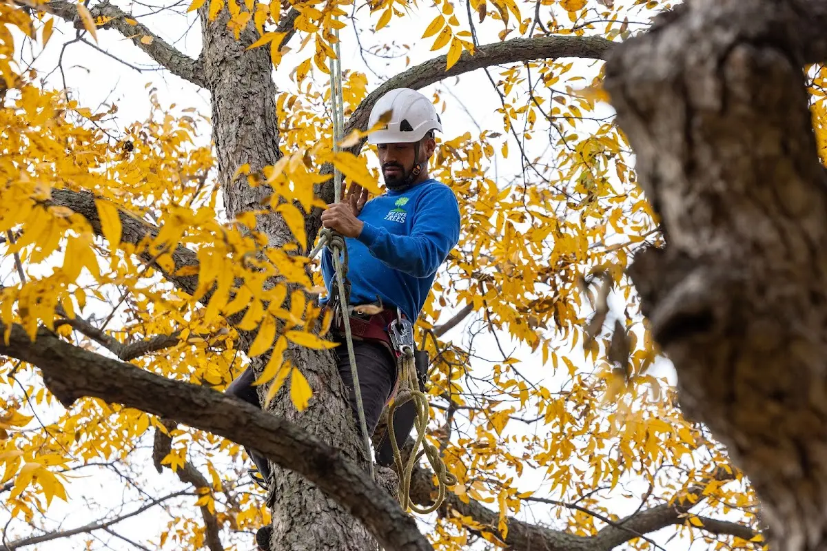 Skilled Tree Planing crew working in Harcourt